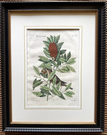 click for detailed image Seligmann Catesby LXII.jpg